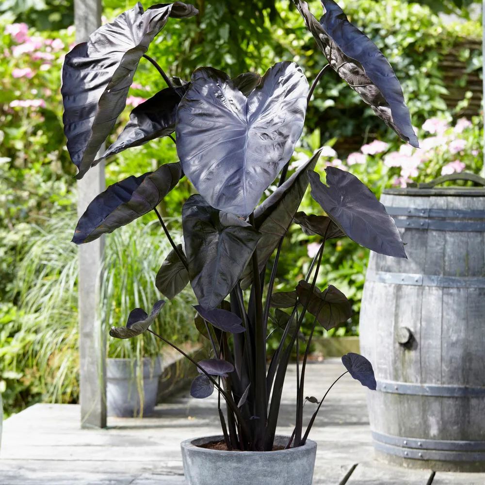 Colocasia 'Black Coral'
