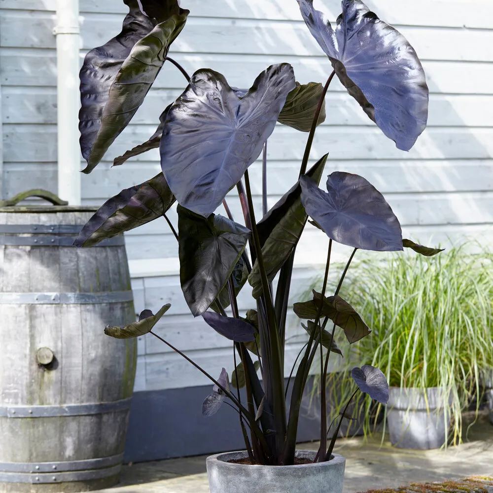 Colocasia 'Black Coral'