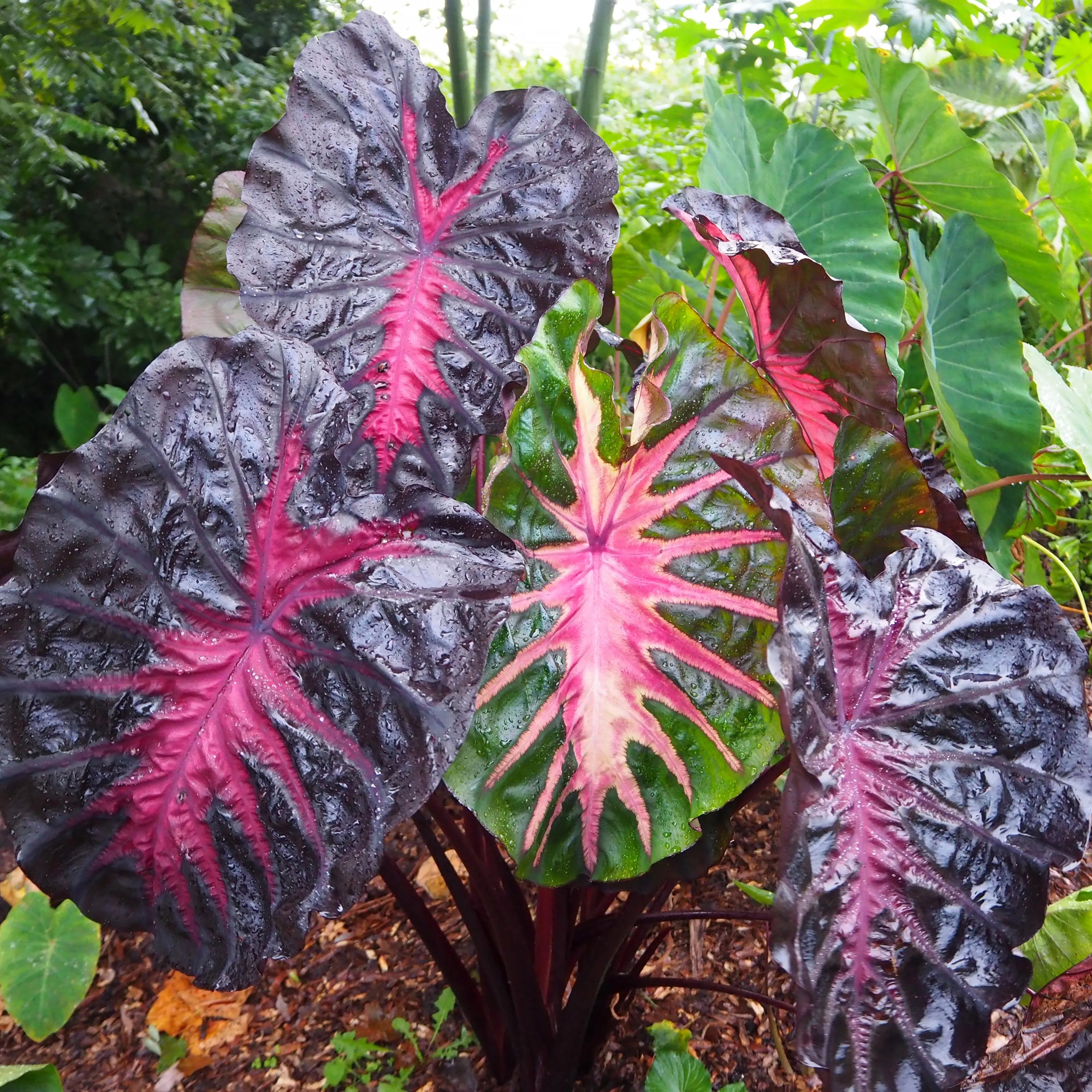 Colocasia 'Redemption'
