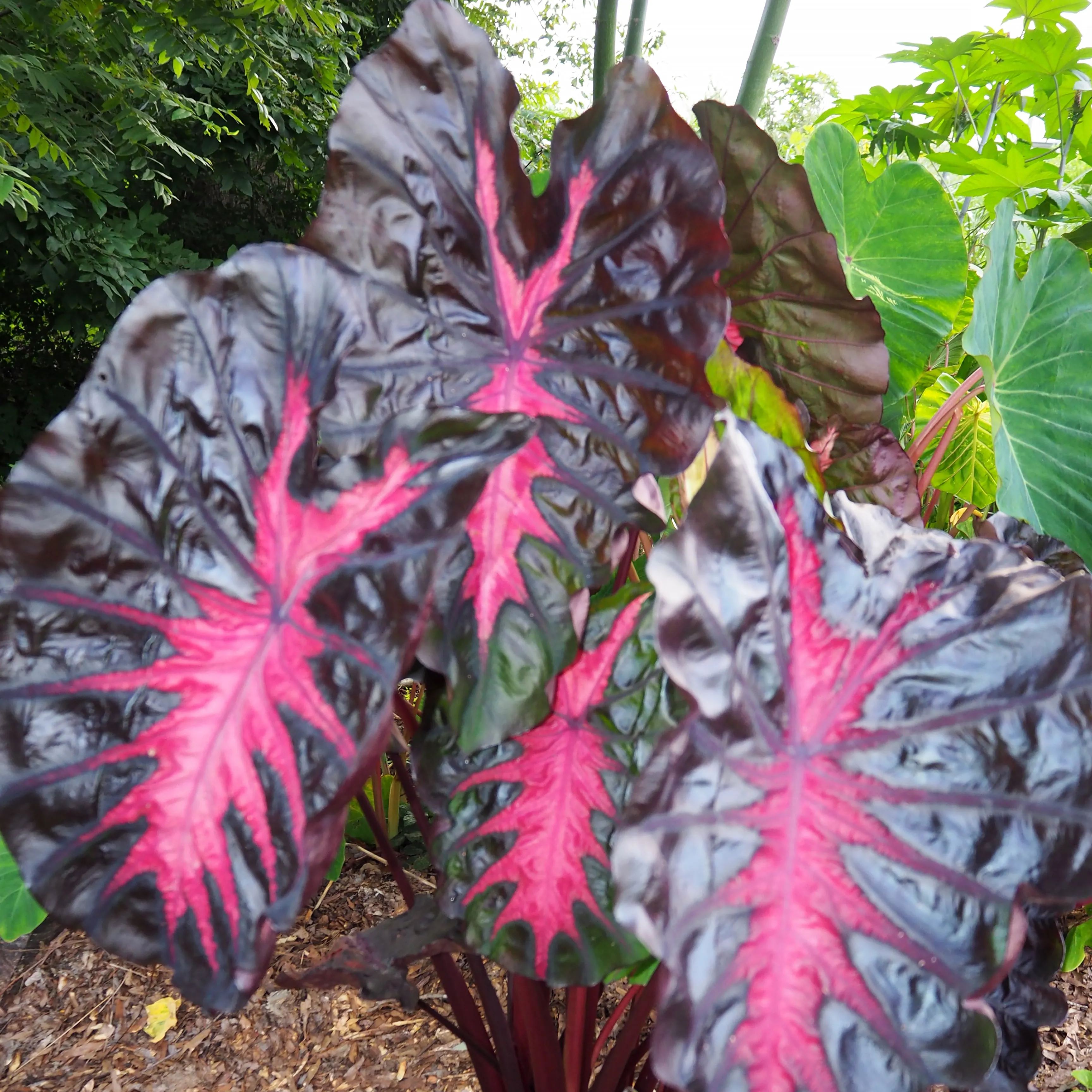 Colocasia 'Redemption'