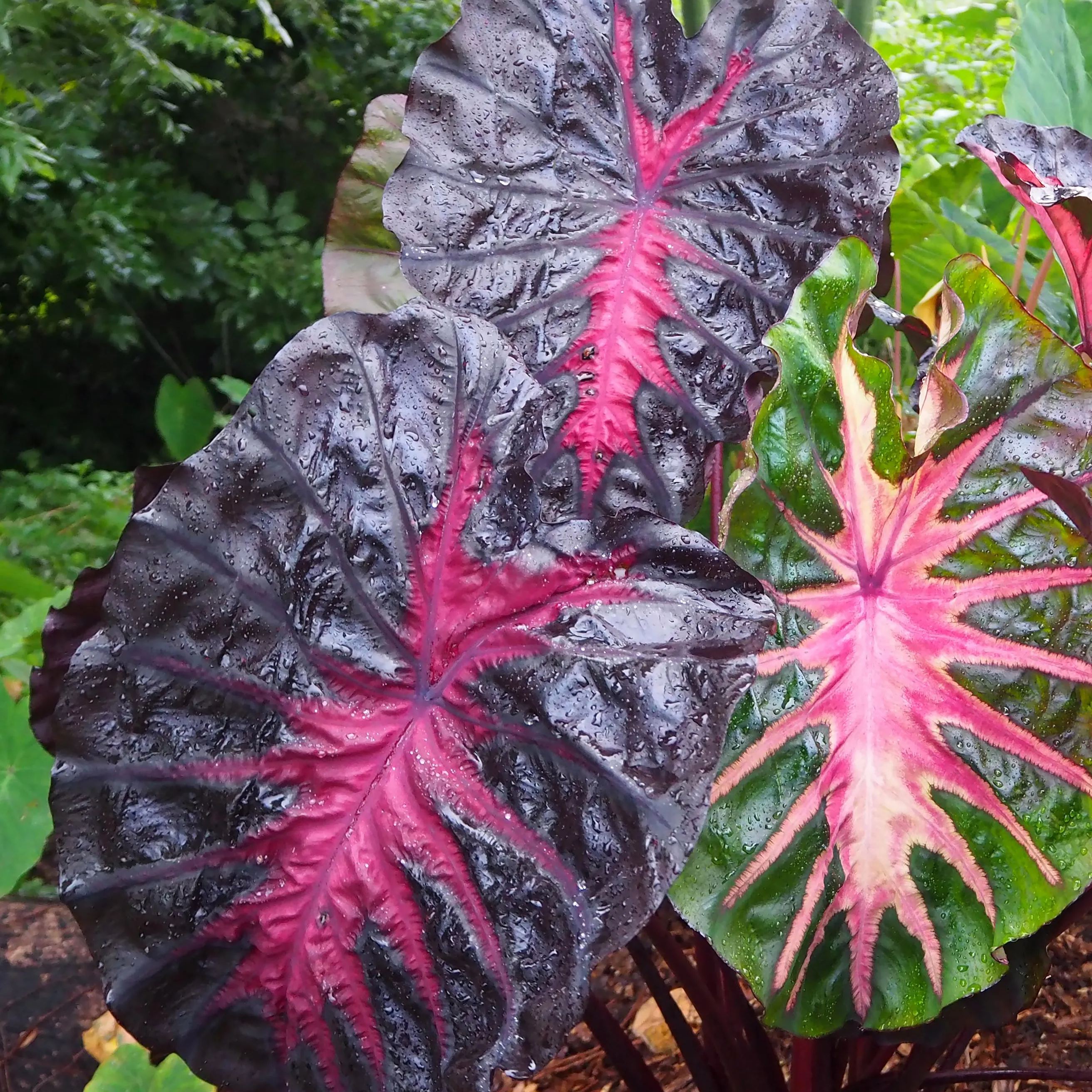 Colocasia 'Redemption'