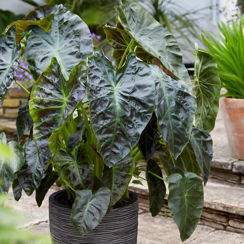 Colocasia 'Aloha'