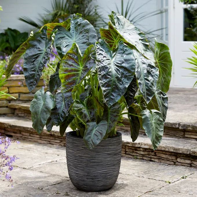 Colocasia 'Aloha'