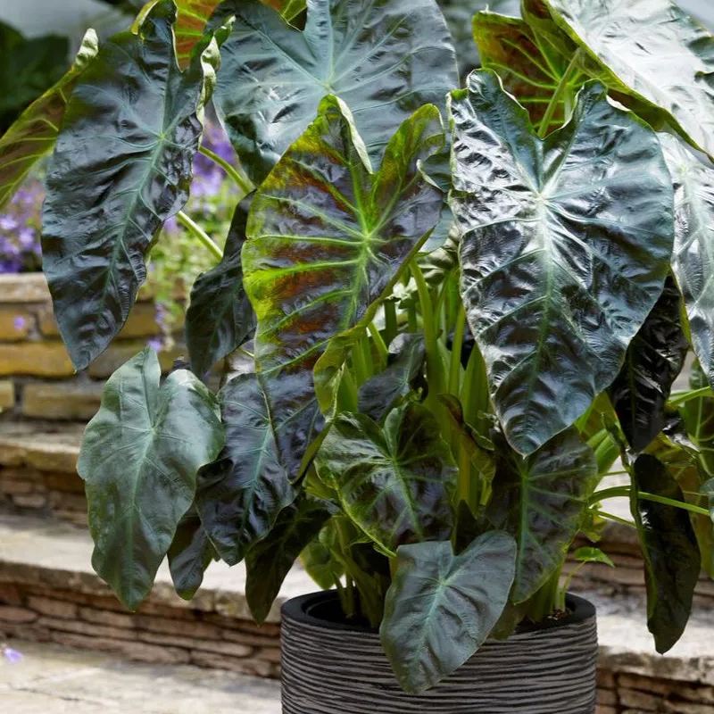 Colocasia 'Aloha'