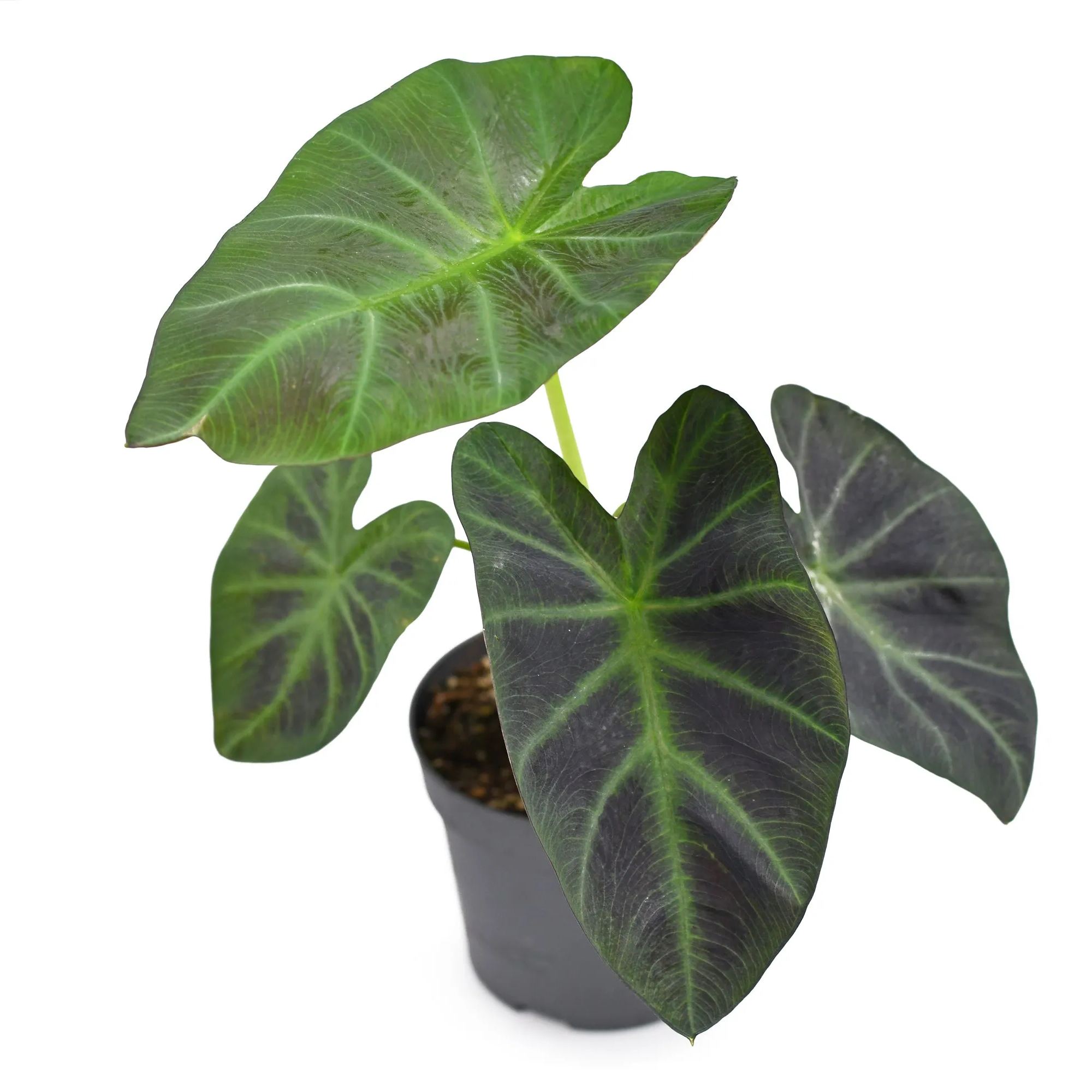 Colocasia 'Aloha'