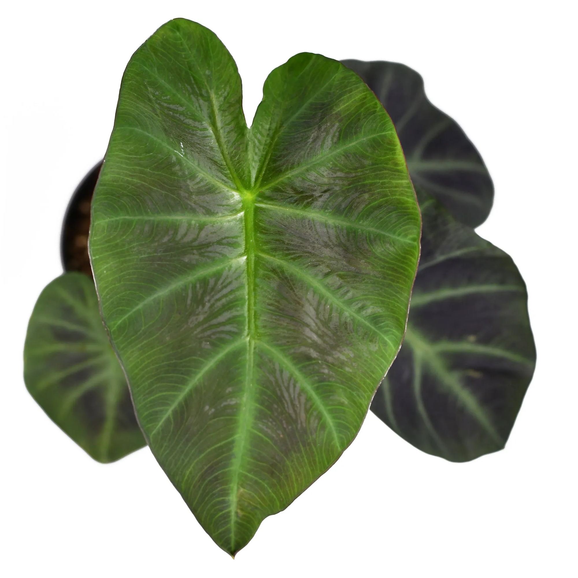 Colocasia 'Aloha'