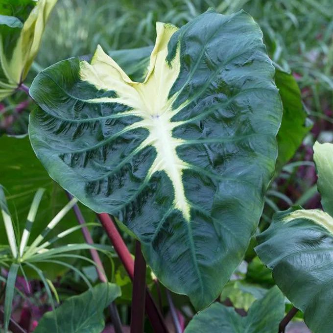 Colocasia 'White Lava'