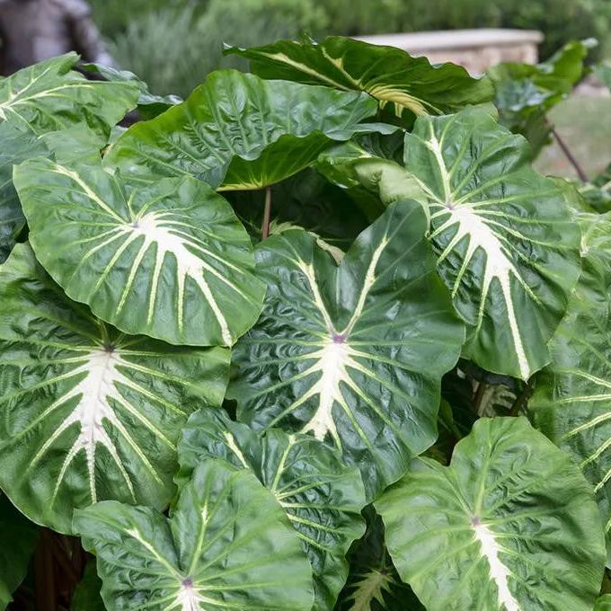 Colocasia 'White Lava'