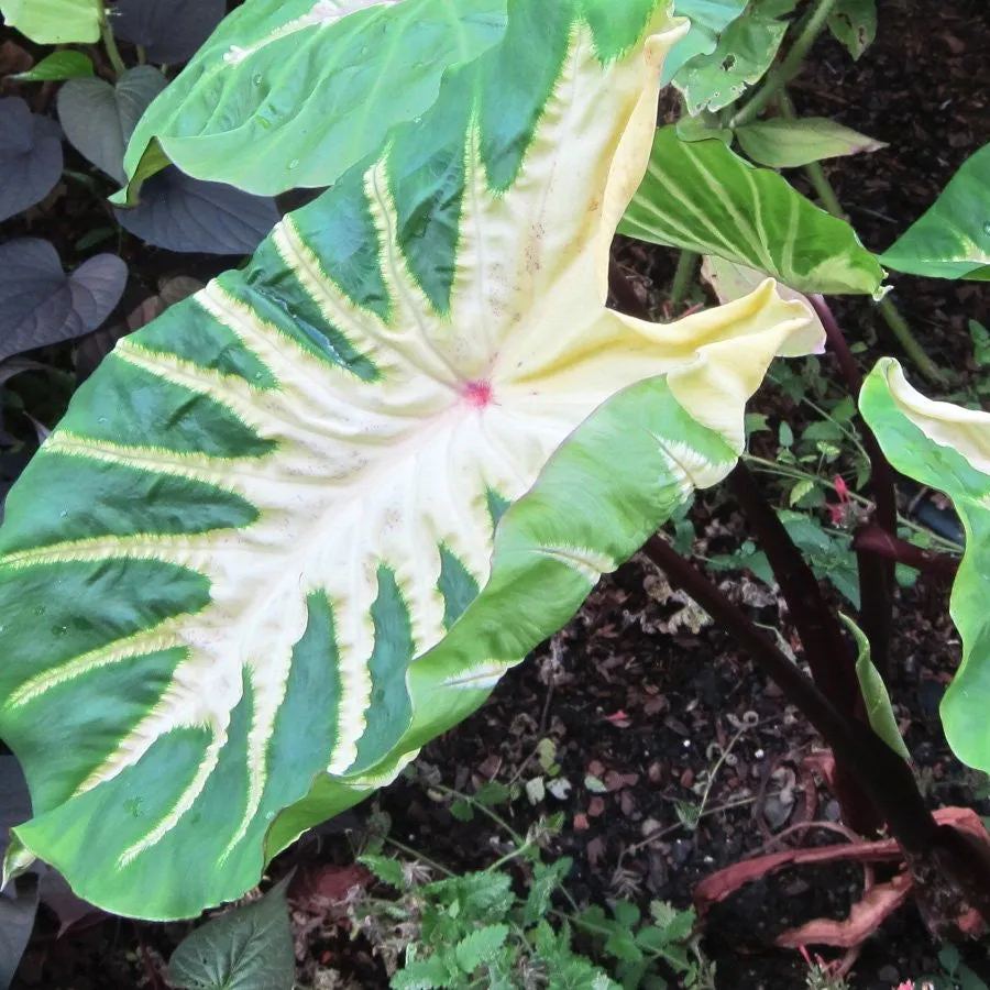 Colocasia 'White Lava'