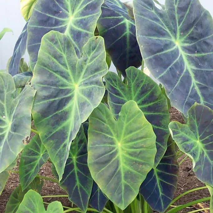 Colocasia 'Illustris'