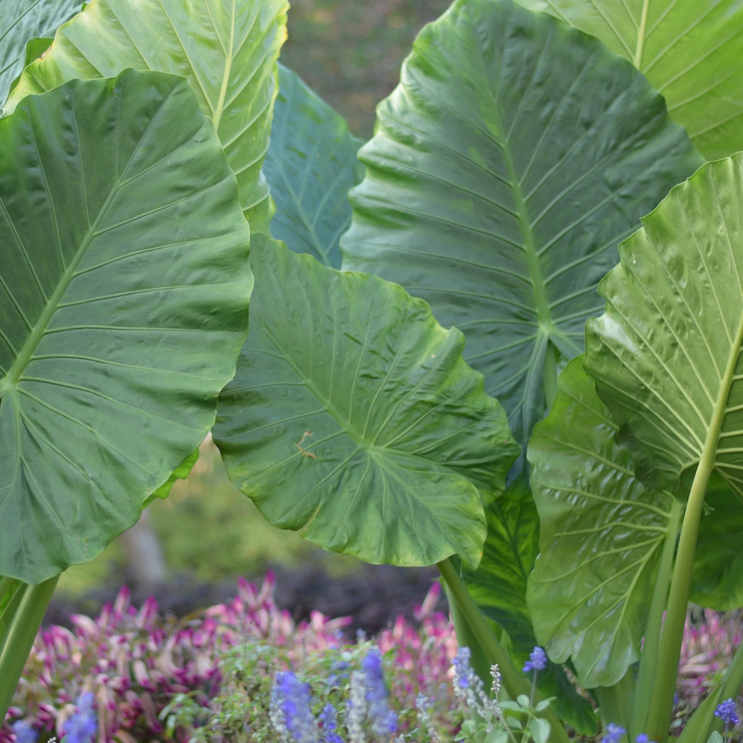 Alocasia odora