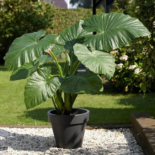 Alocasia odora