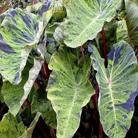 Colocasia 'Mojito'