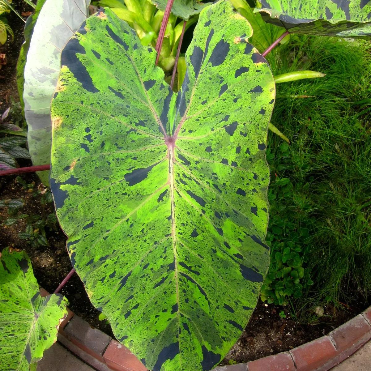 Colocasia 'Mojito'