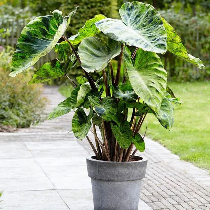 Colocasia 'Mojito'