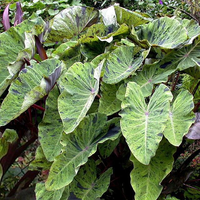 Colocasia 'Mojito'