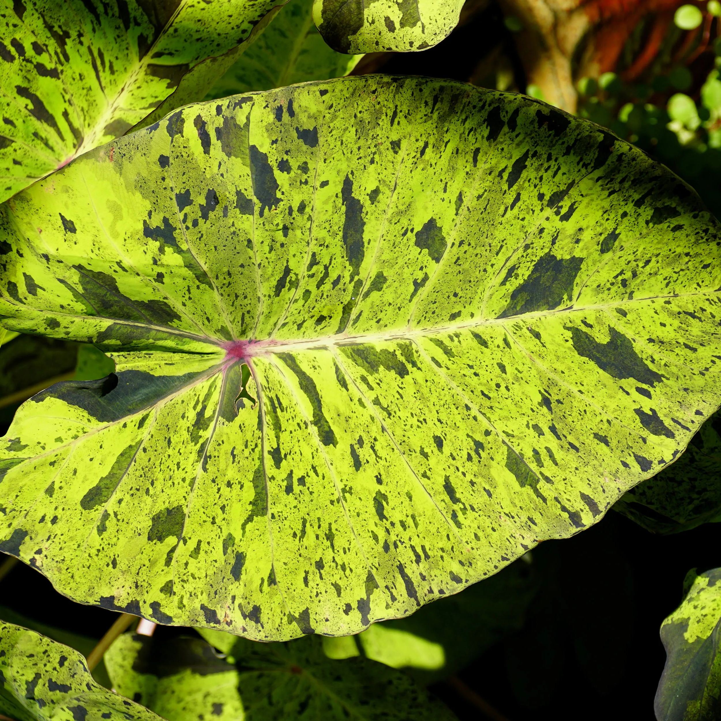 Colocasia 'Mojito'