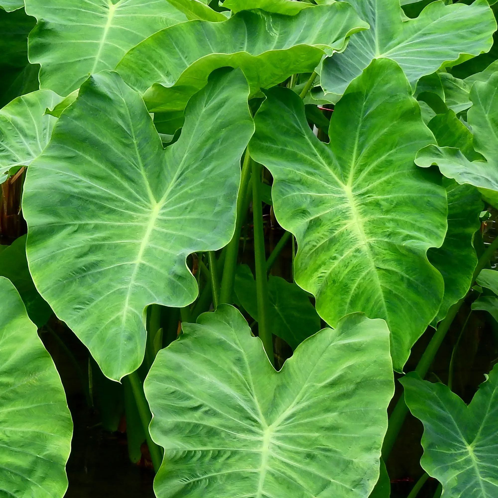 Colocasia esculenta