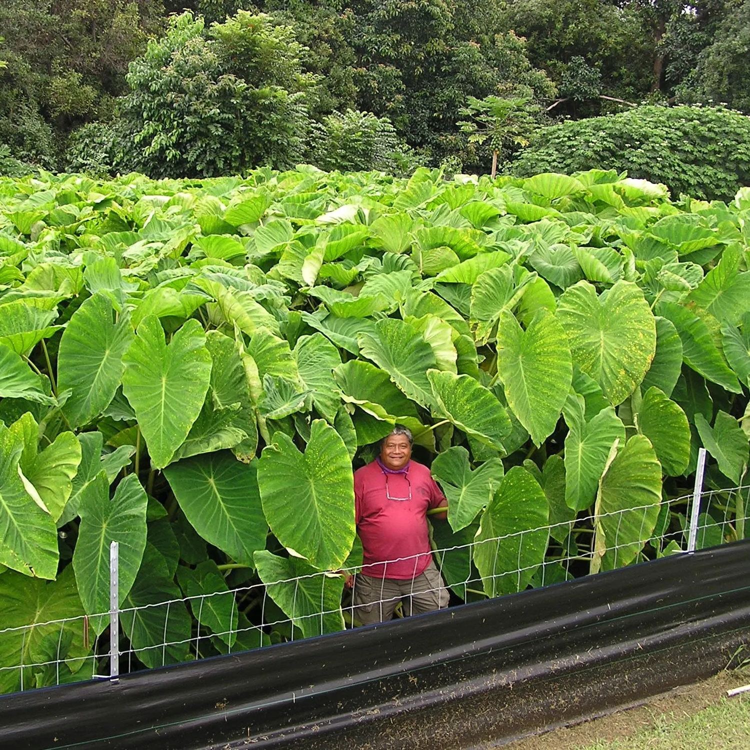 Colocasia esculenta