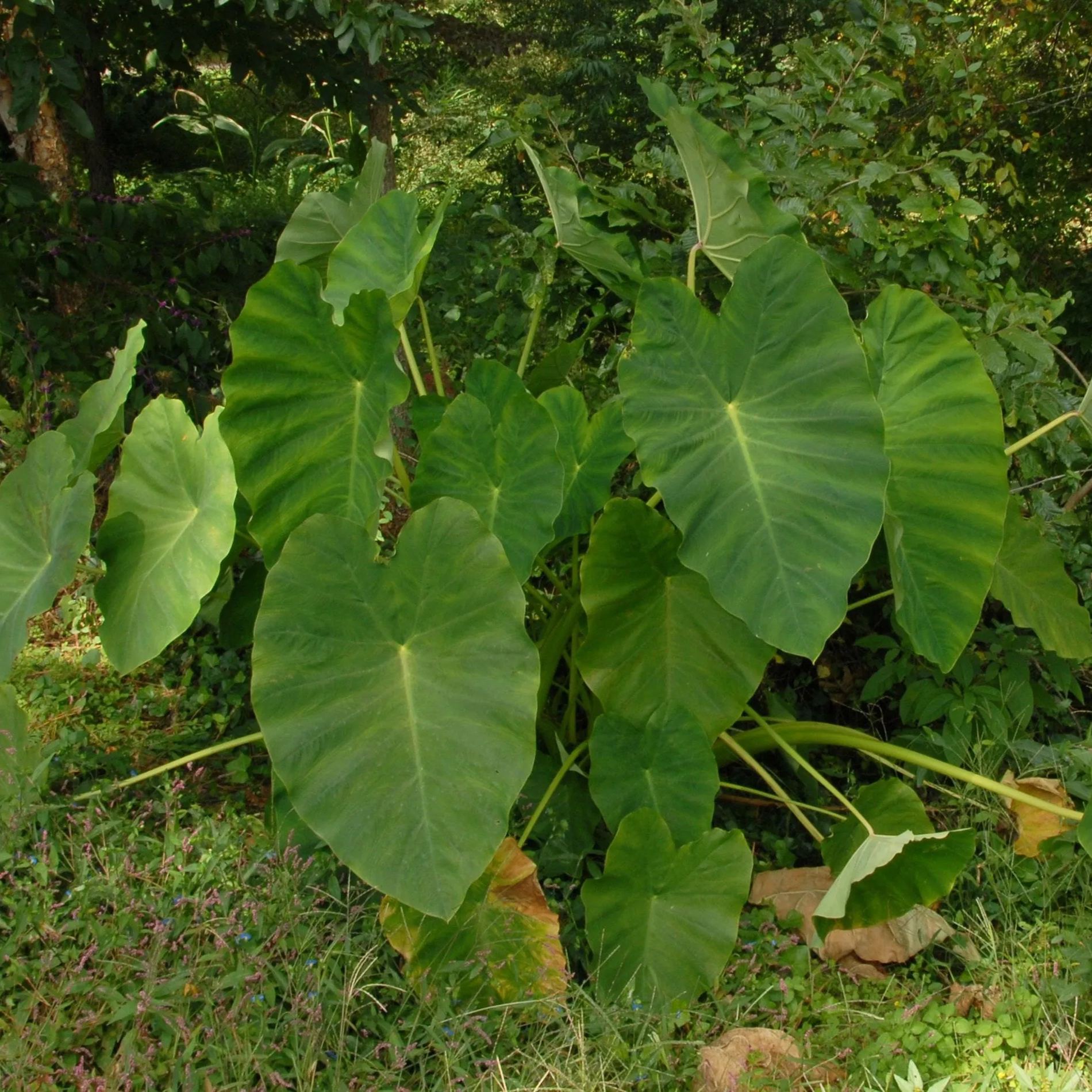 Colocasia esculenta