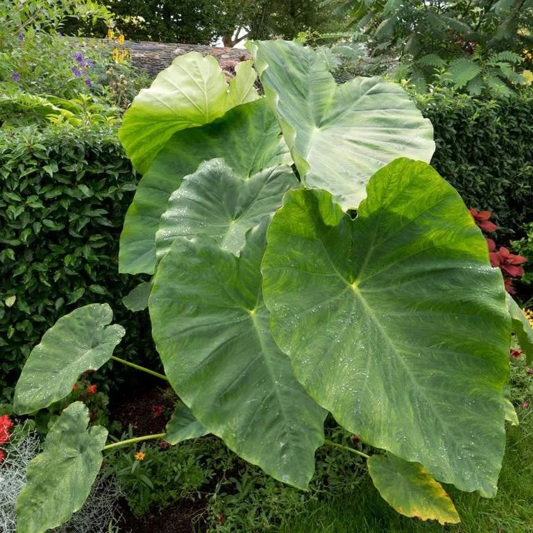 Colocasia esculenta