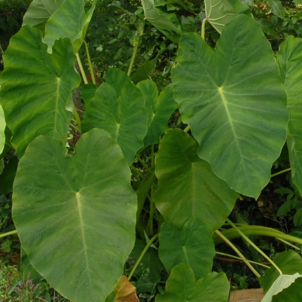 Colocasia esculenta