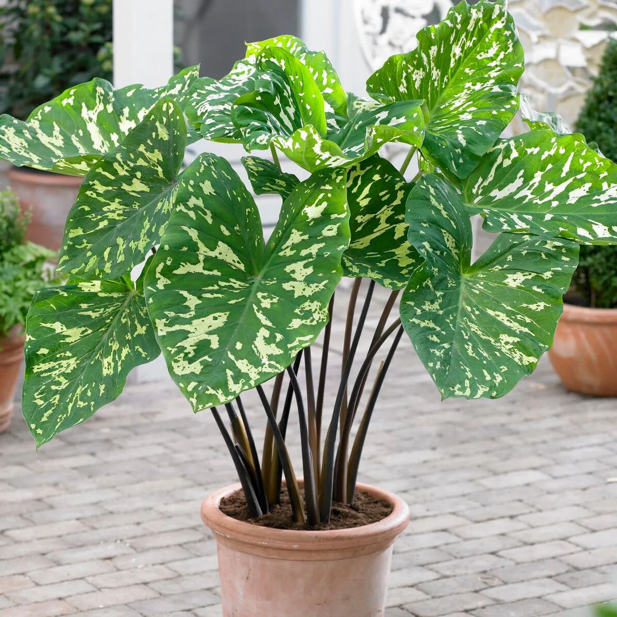 Alocasia 'Hilo Beauty'