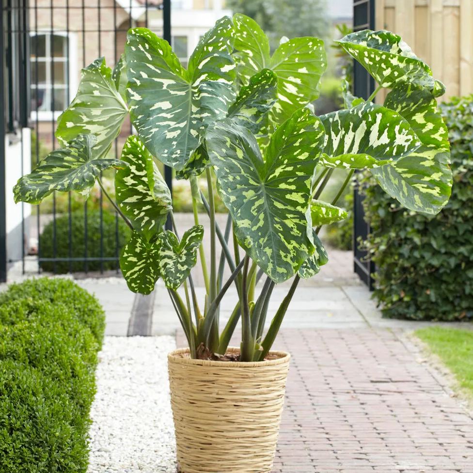 Alocasia 'Hilo Beauty'