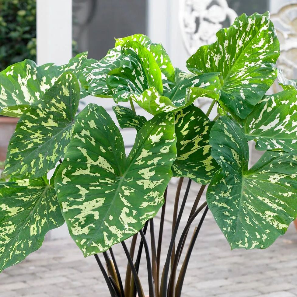 Alocasia 'Hilo Beauty'