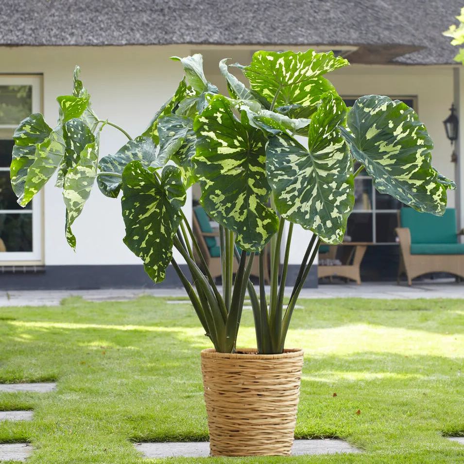Alocasia 'Hilo Beauty'
