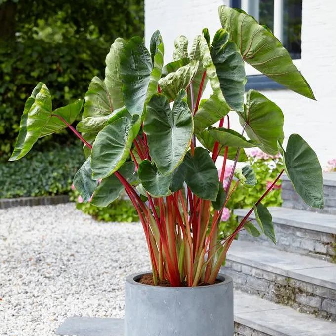 Colocasia 'Hawaiian Punch'