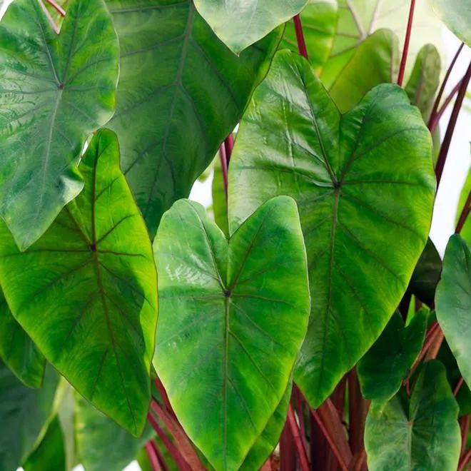 Colocasia 'Hawaiian Punch'