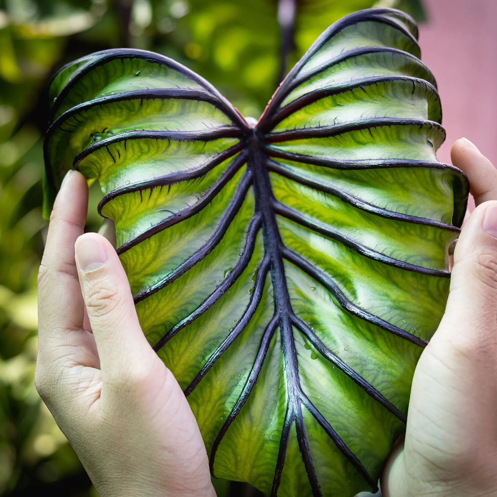 Colocasia 'Pharaoh's Mask'
