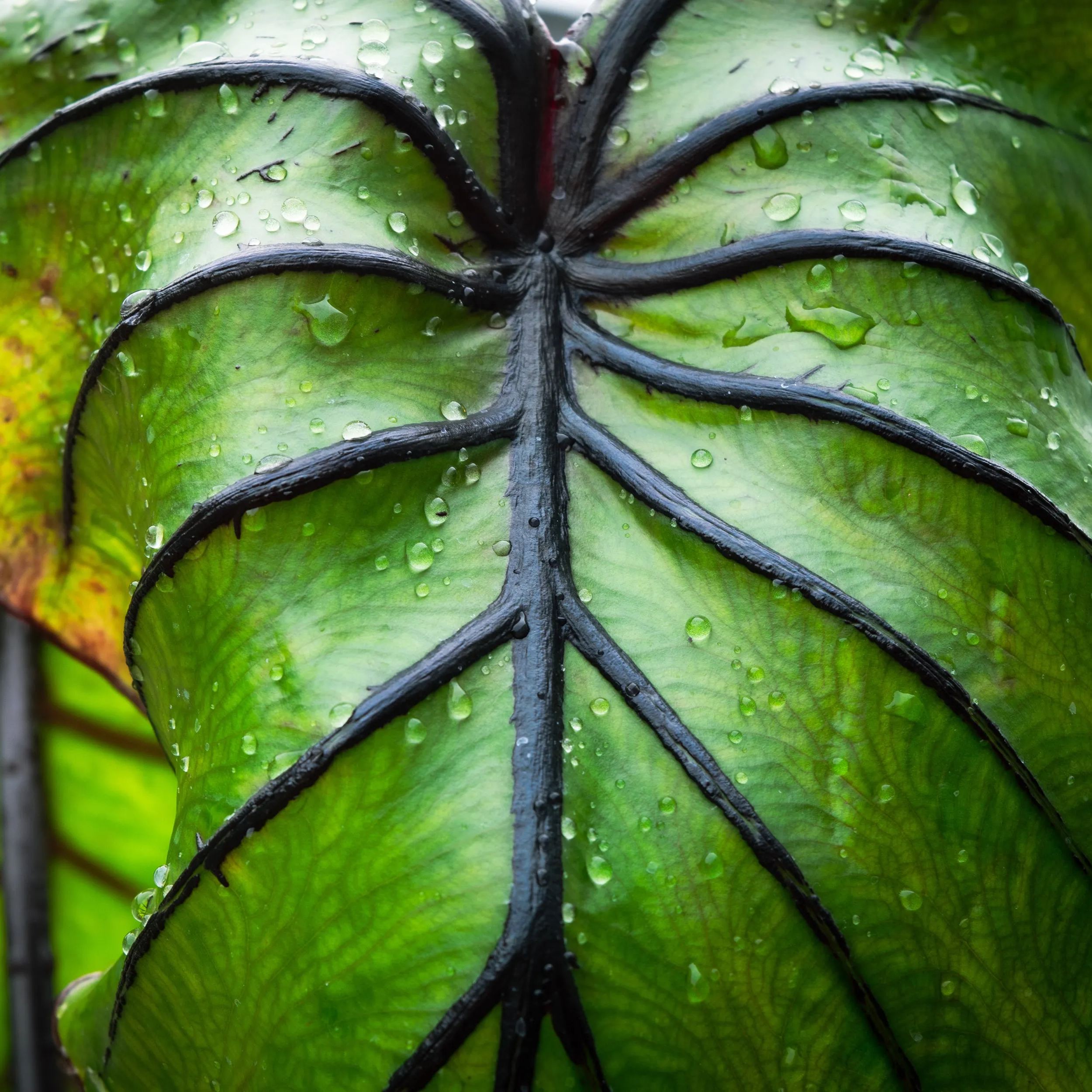 Colocasia 'Pharaoh's Mask'