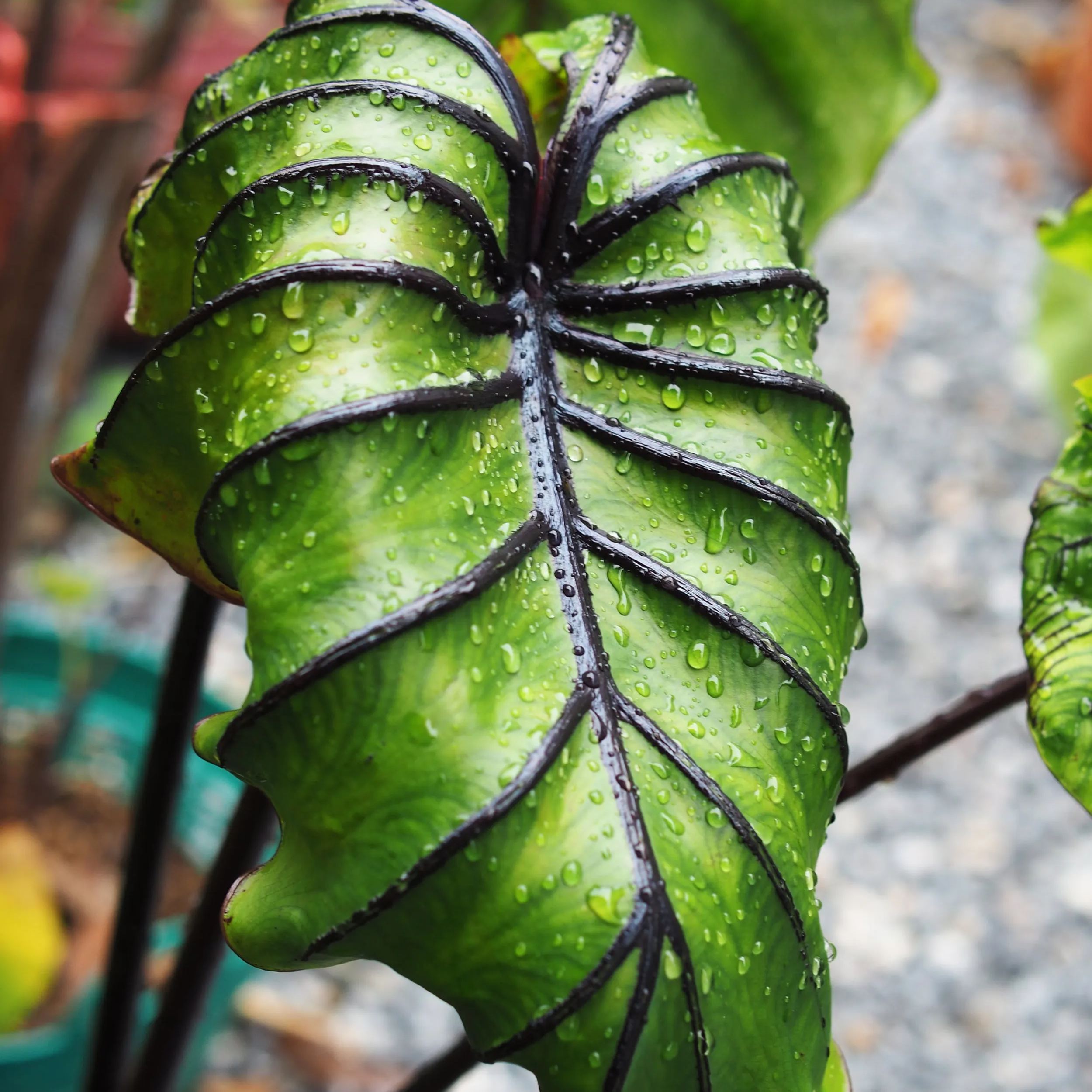 Colocasia 'Pharaoh's Mask'