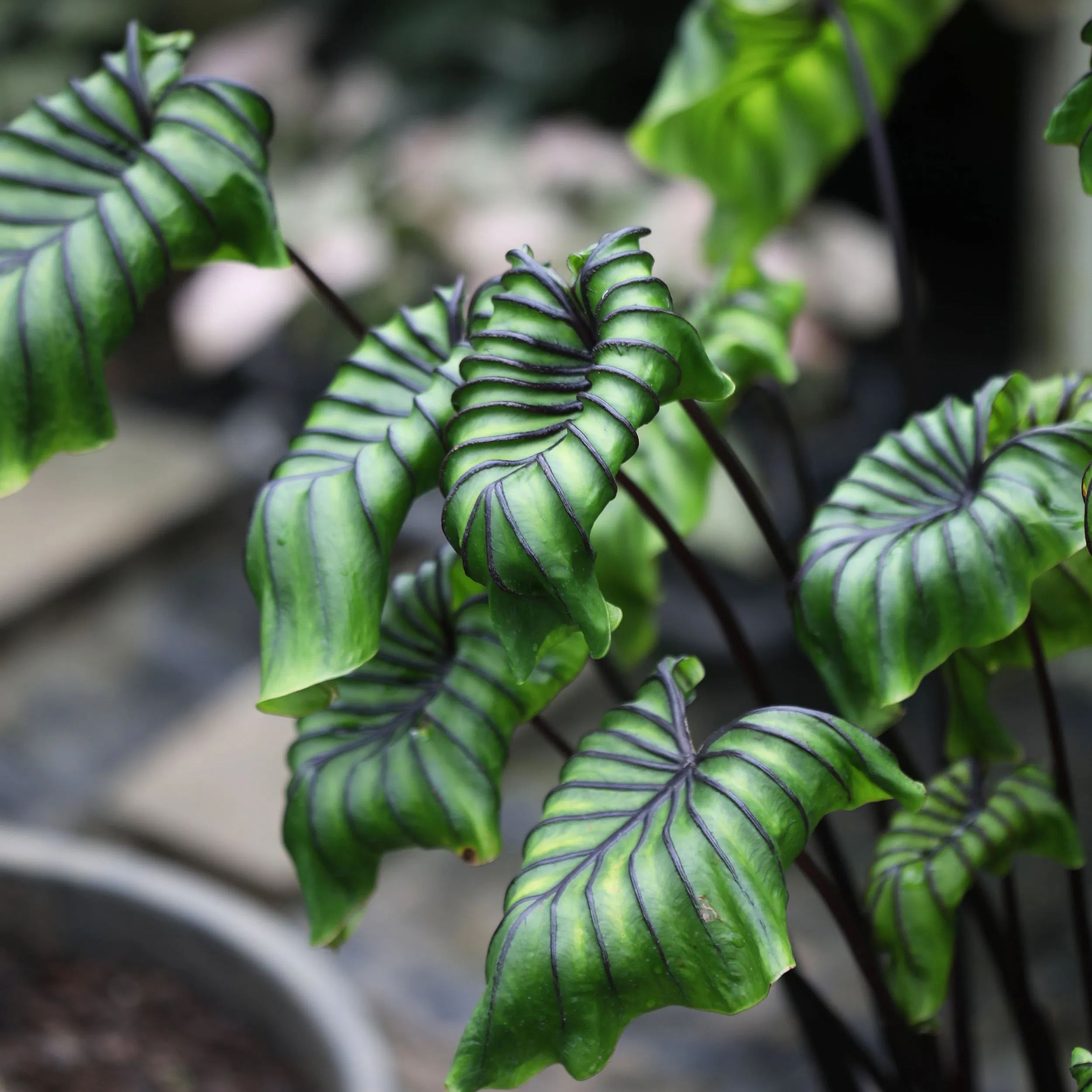 Colocasia 'Pharaoh's Mask'