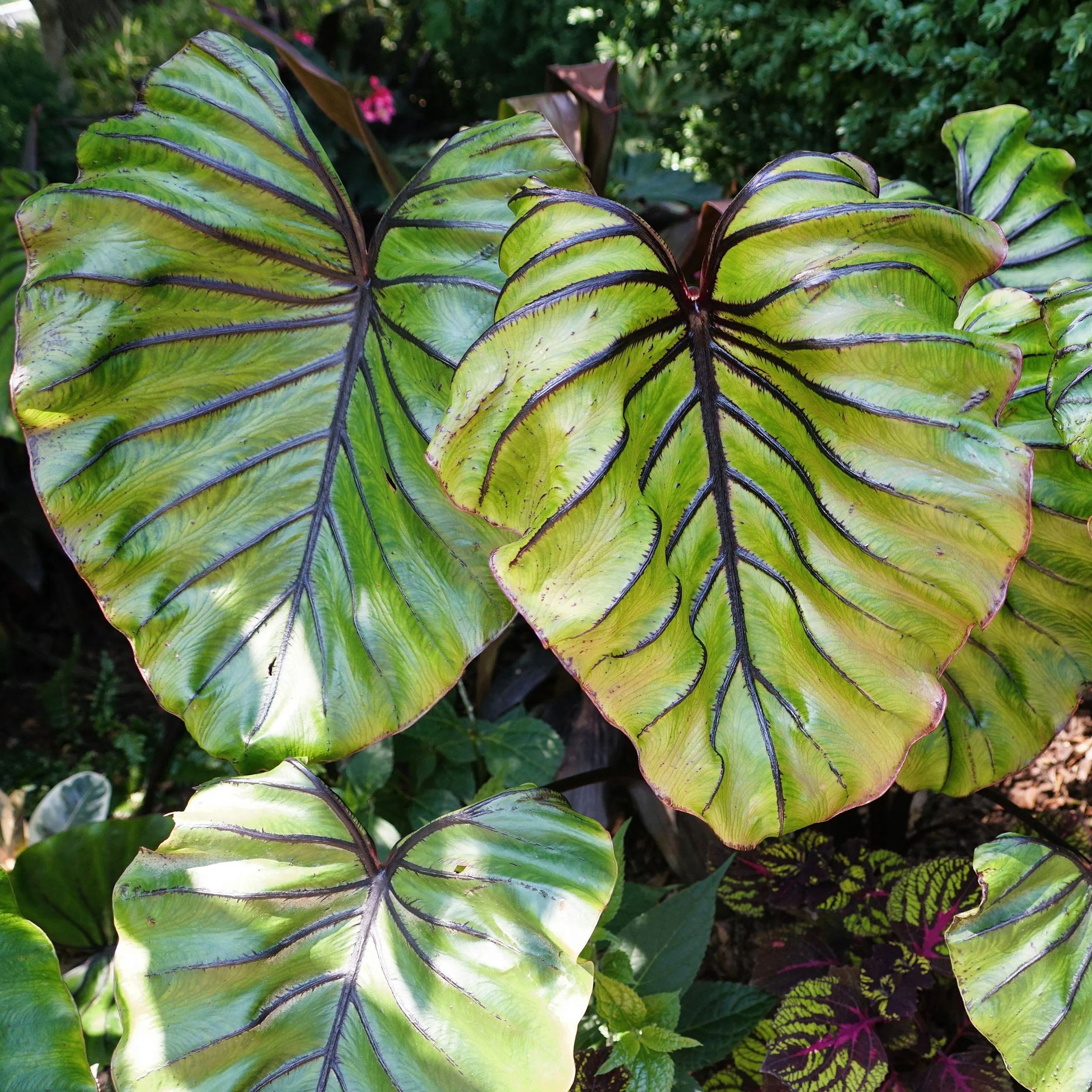 Colocasia 'Pharaoh's Mask'
