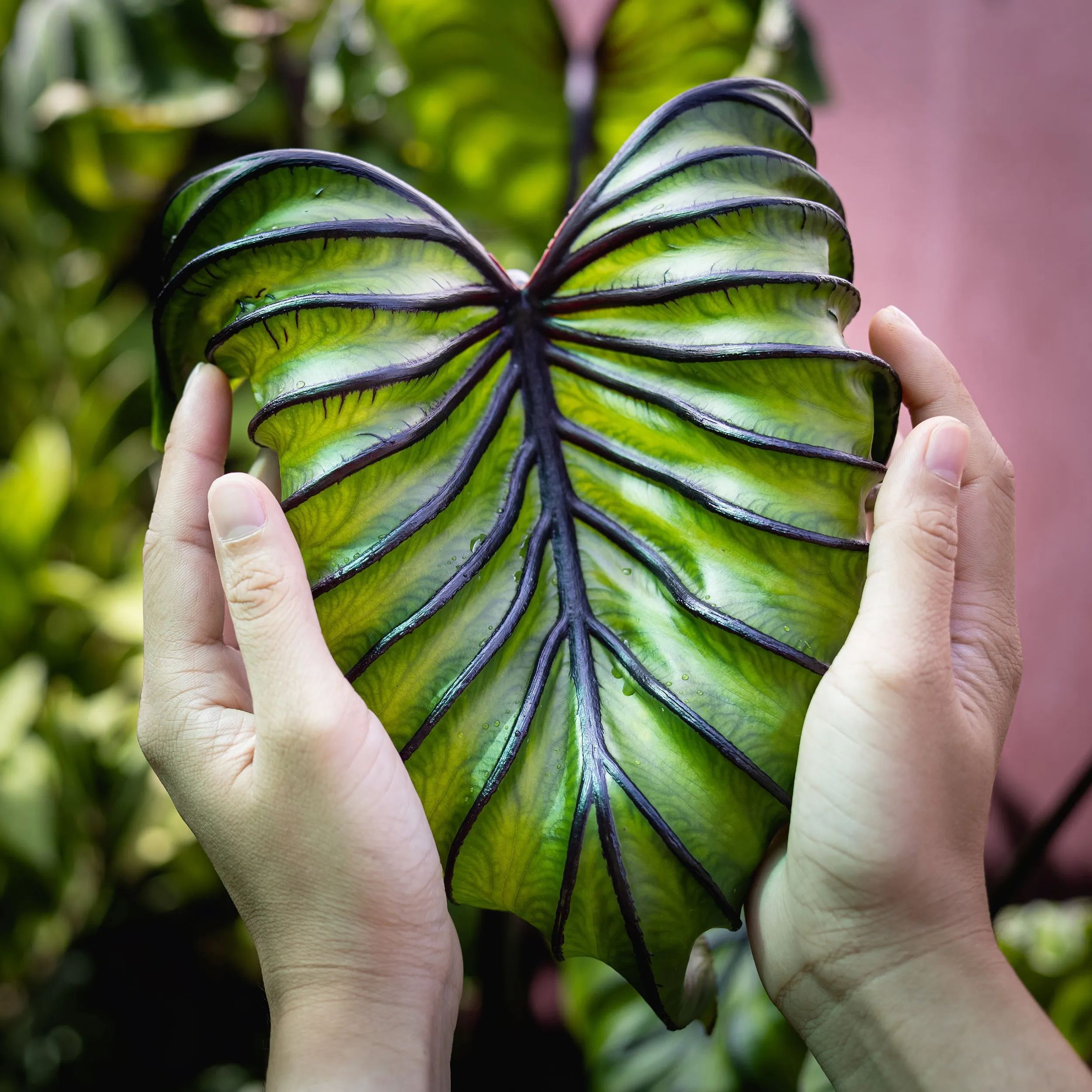 Colocasia 'Pharaoh's Mask'