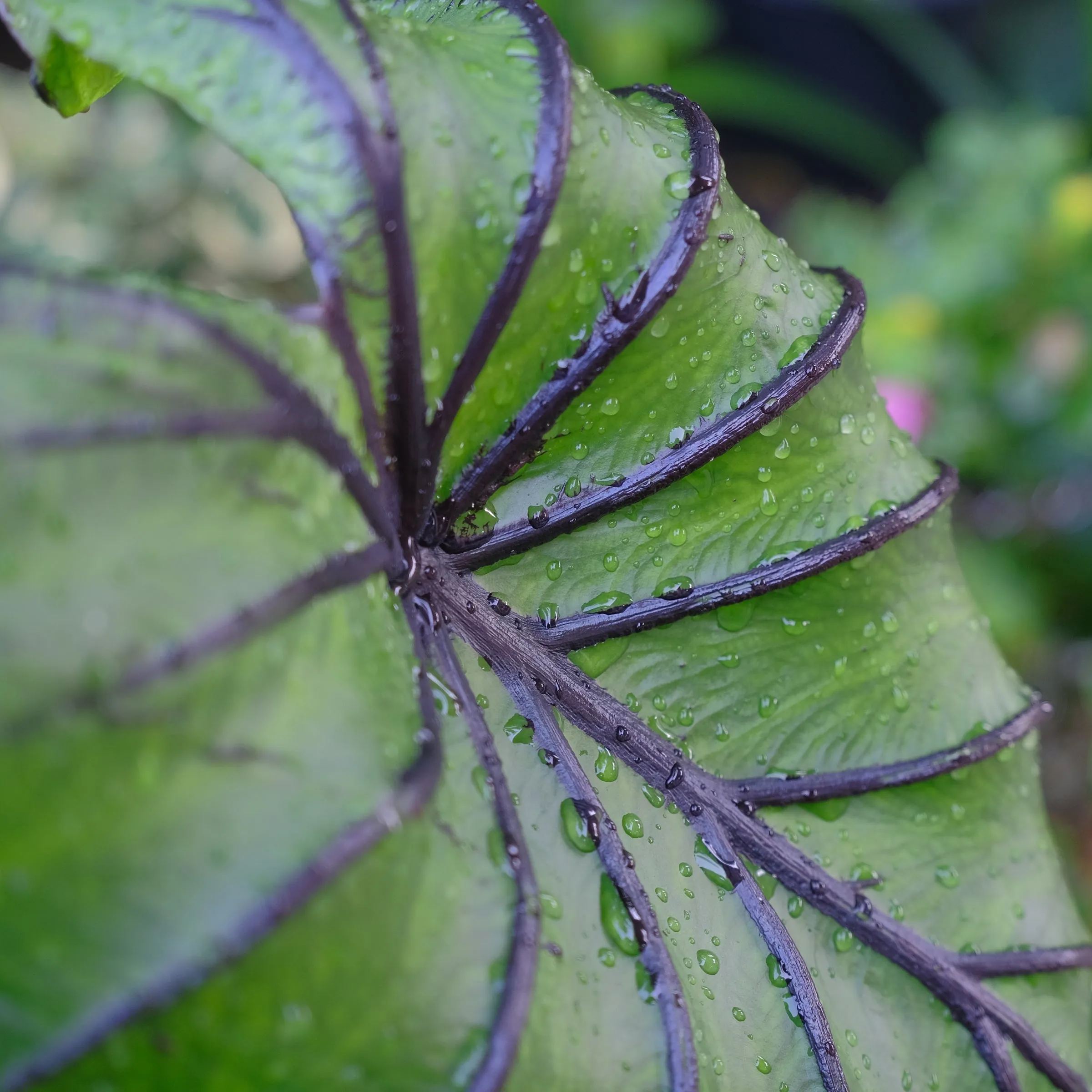 Colocasia 'Pharaoh's Mask'