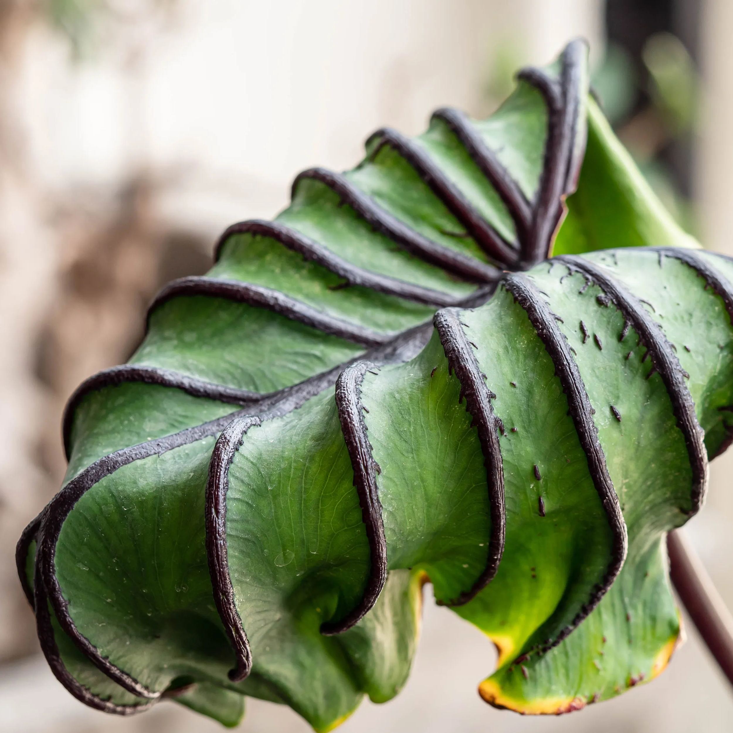 Colocasia 'Pharaoh's Mask'
