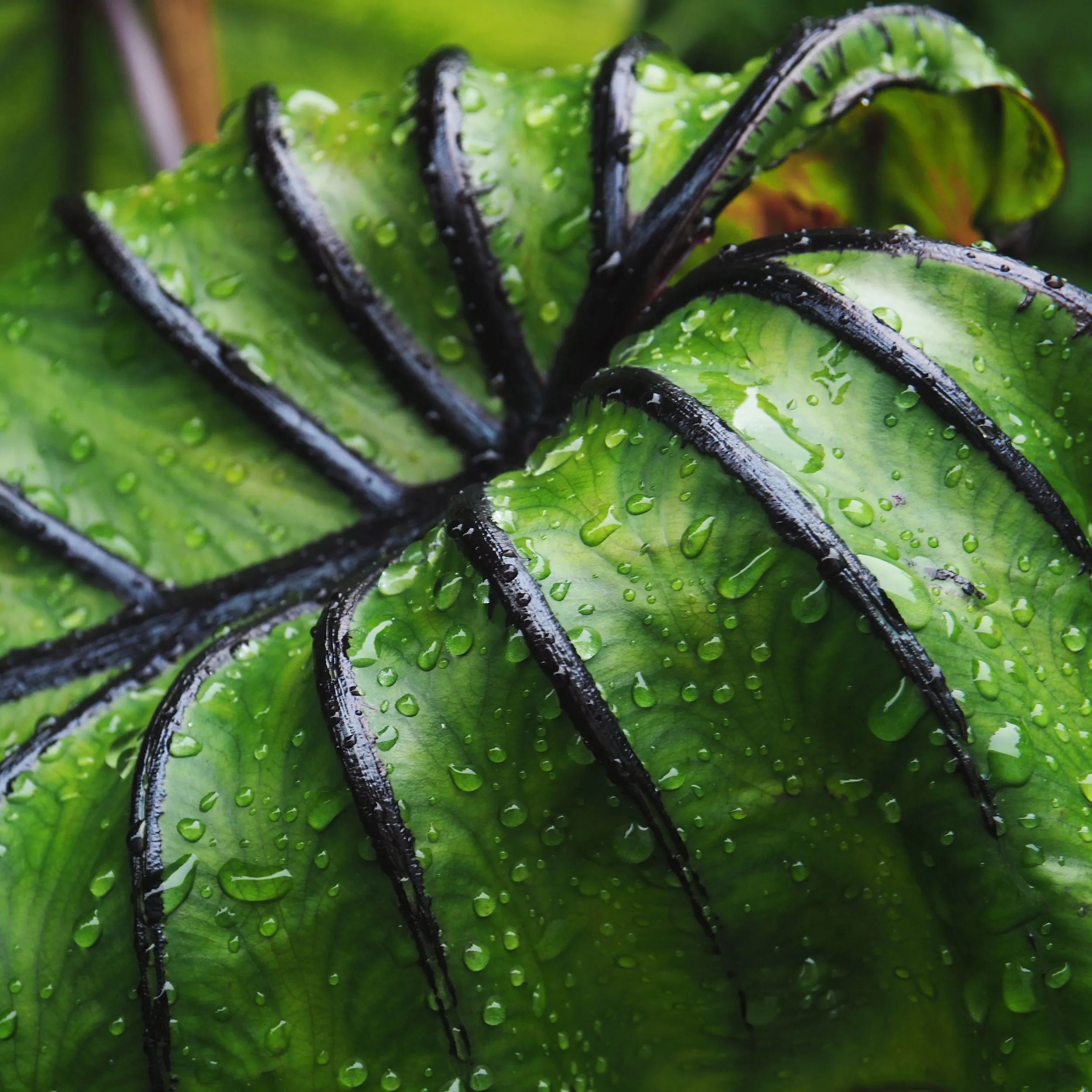 Colocasia 'Pharaoh's Mask'