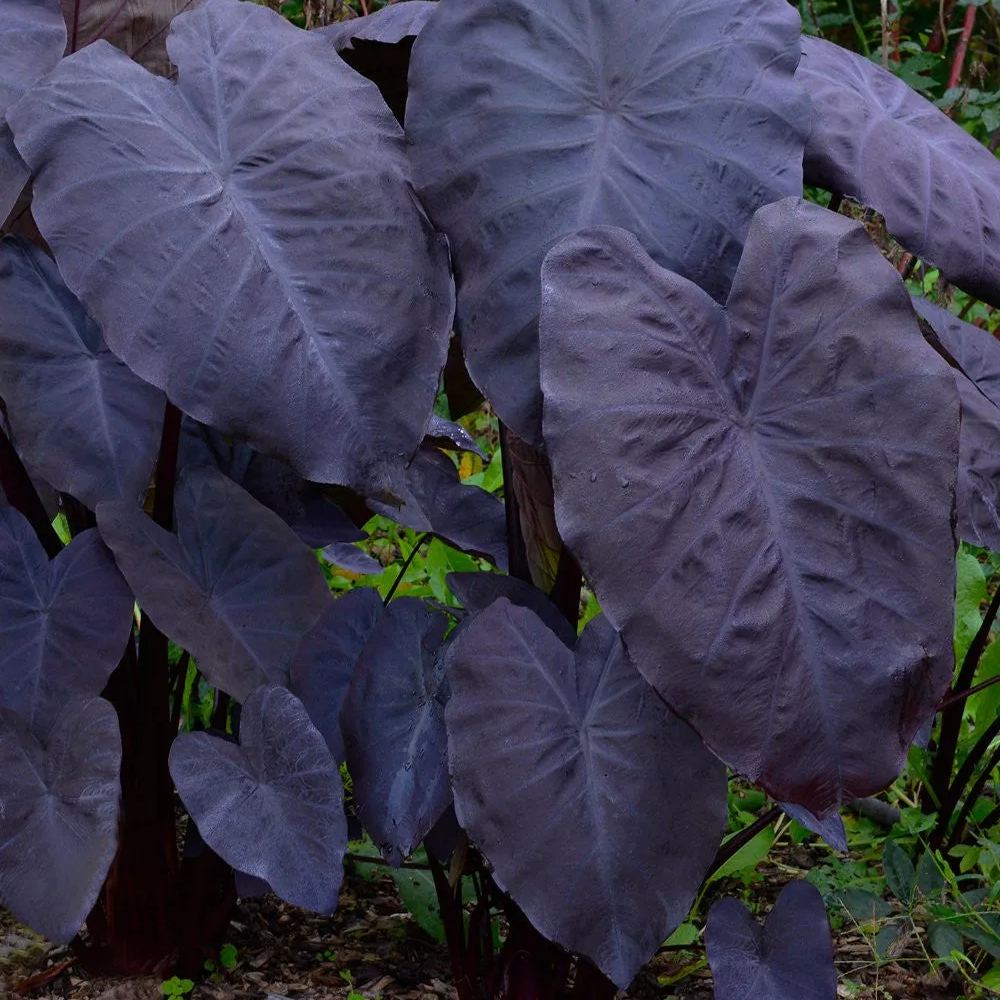 Colocasia 'Black Magic'