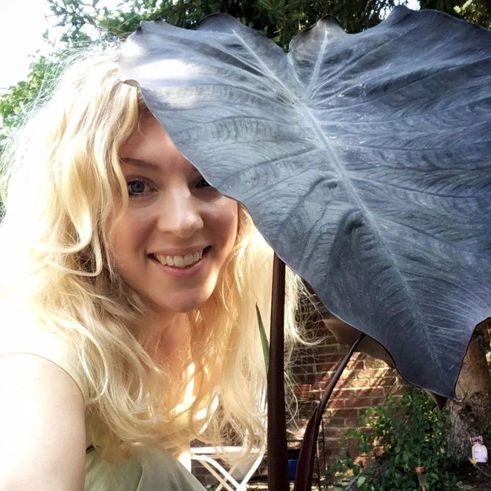 Colocasia 'Black Magic'