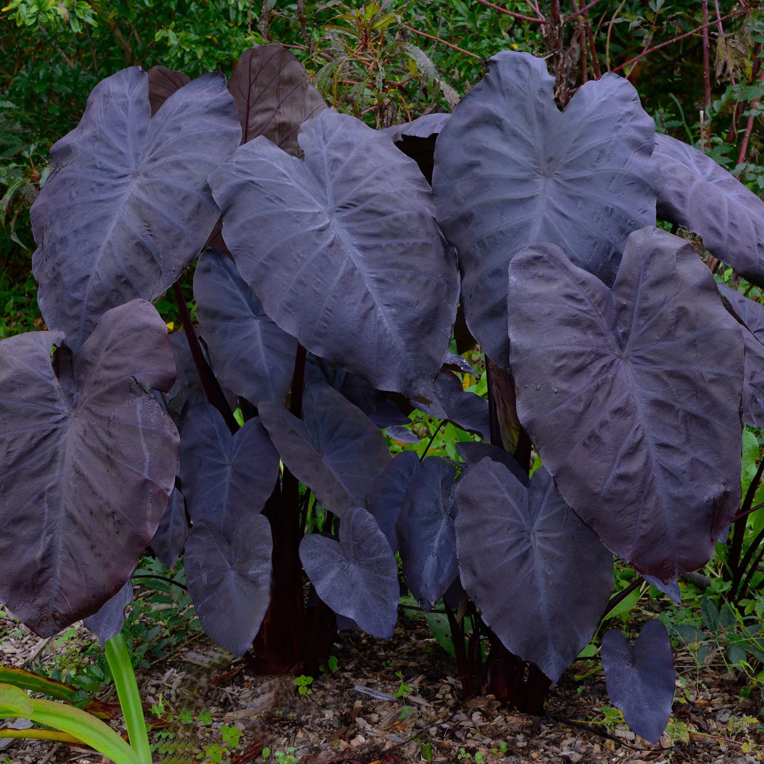 Colocasia 'Black Magic'