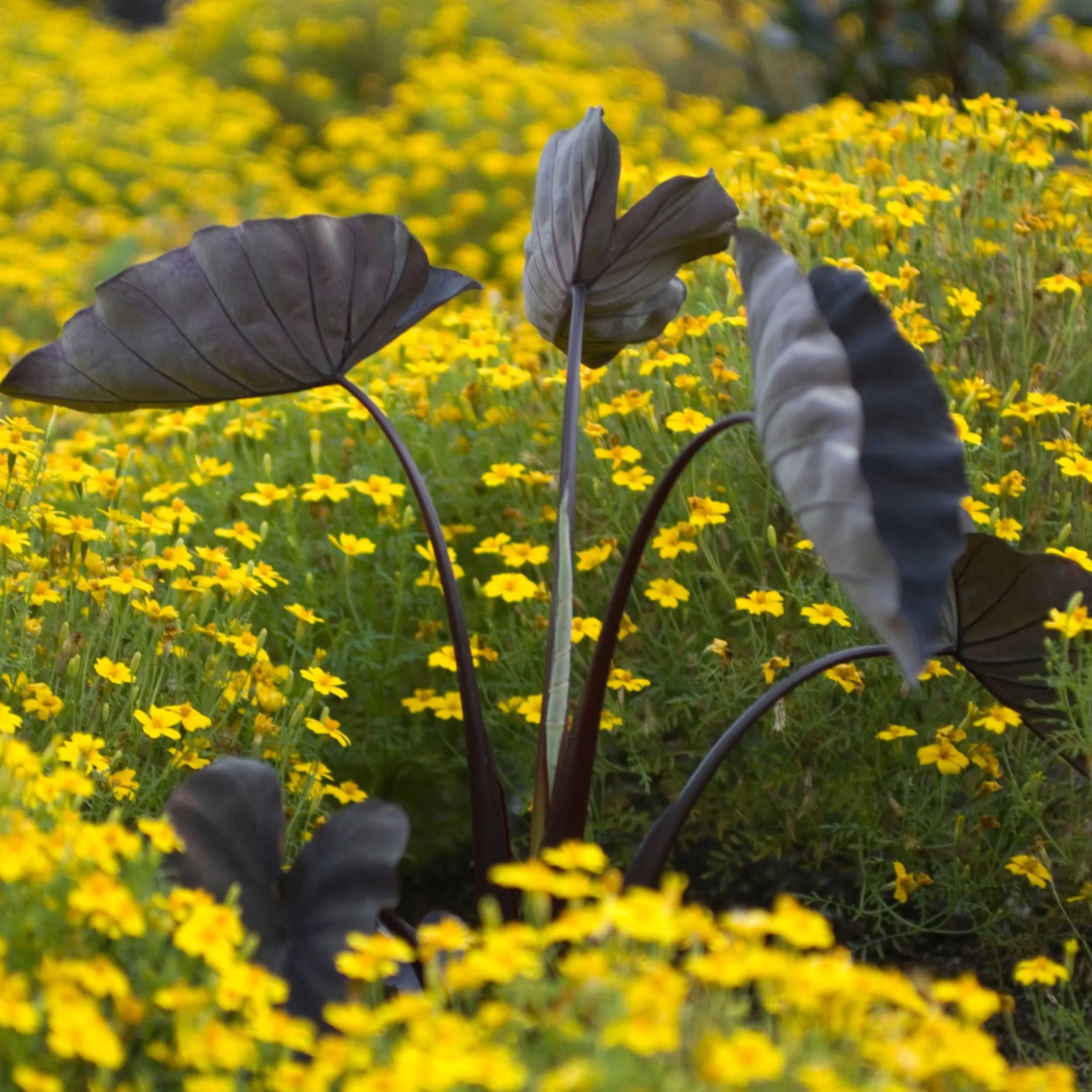 Colocasia 'Black Magic'