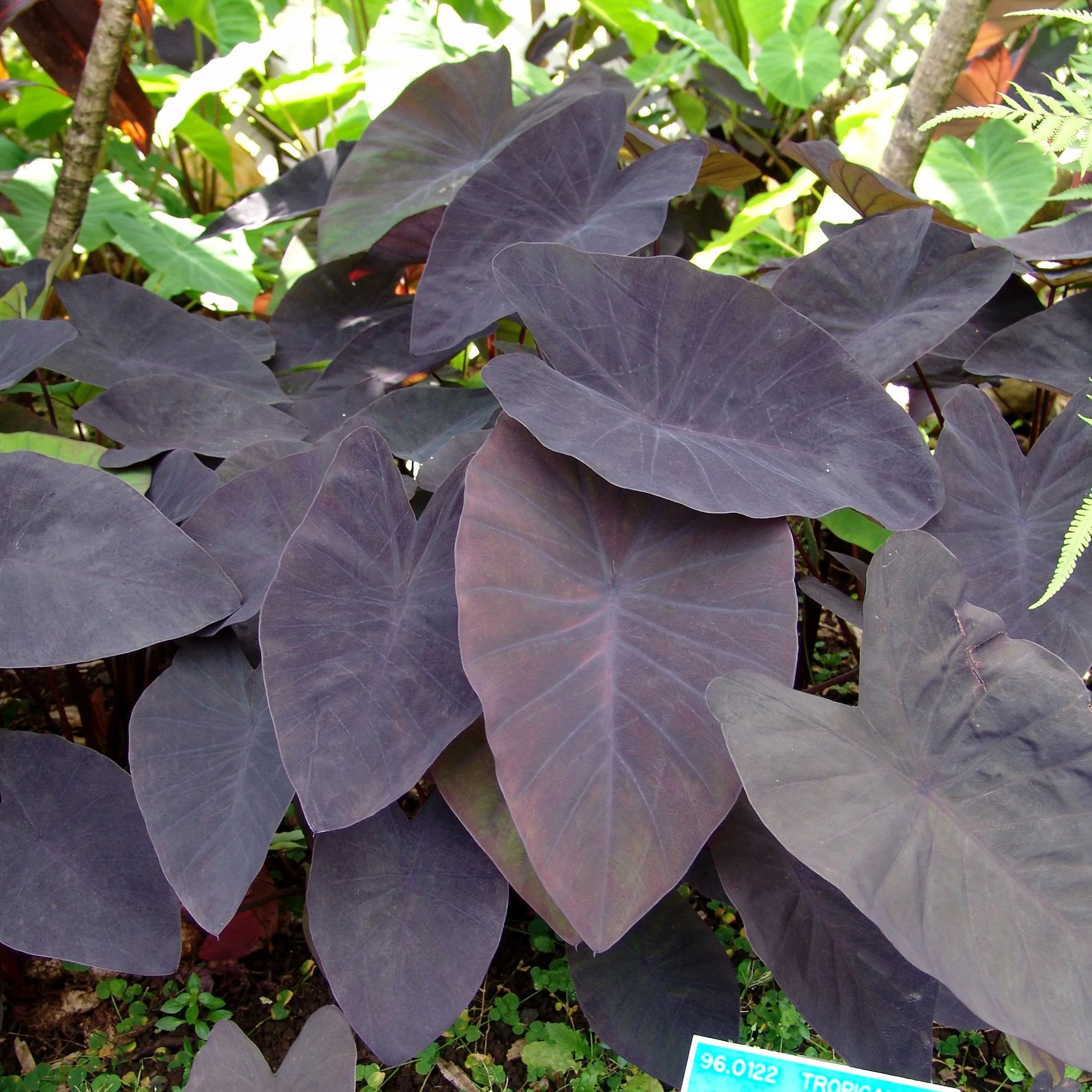 Colocasia 'Black Magic'