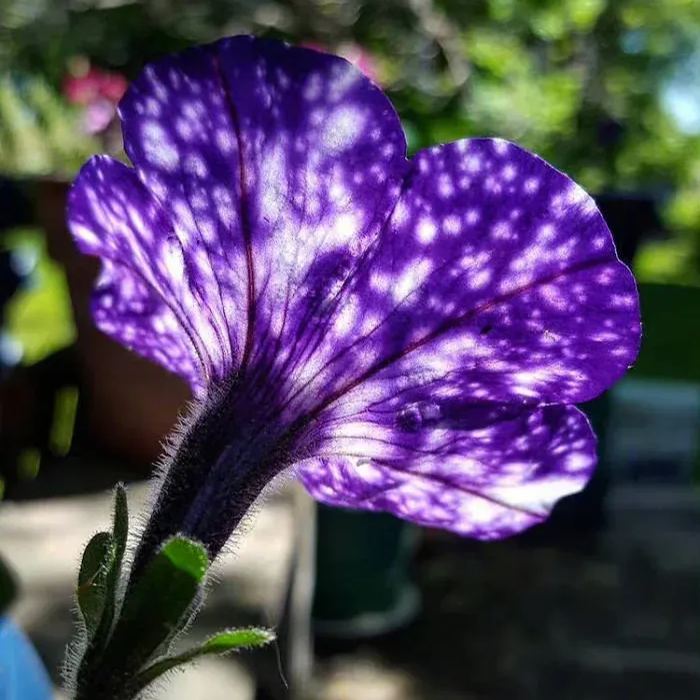 Mystical Starry Sky Petunia Seeds