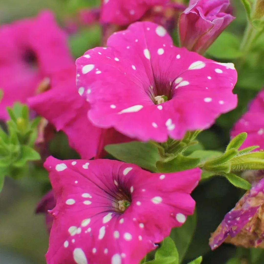 Petunia-Starry Sky Family-Doll