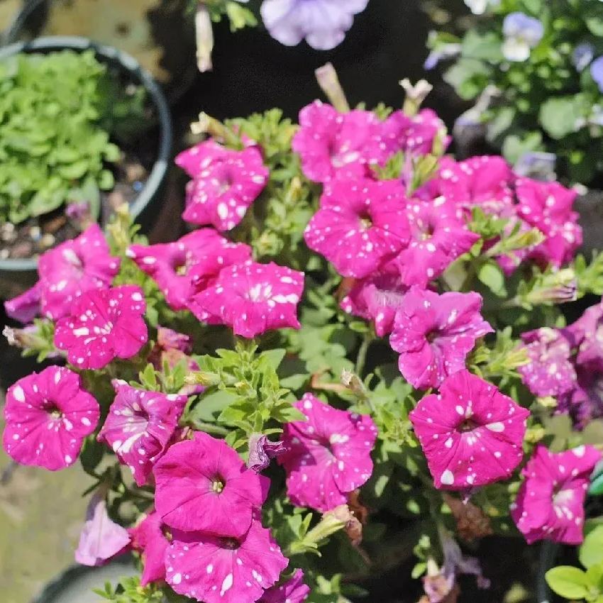 Petunia-Starry Sky Family-Doll