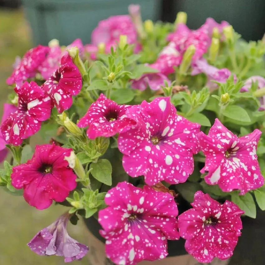 Petunia-Starry Sky Family-Doll